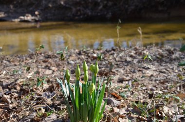 yeşil çiçekler açıyor ve dökülen kahverengi yapraklar yerde ve nehirde