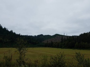 Tepeli yeşil tarla ve kesilen ağaçlar