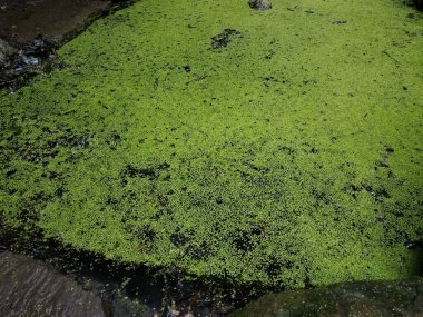 durgun göldeki yeşil yosunlar ya da bitkiler ya da taşlı gölet suları