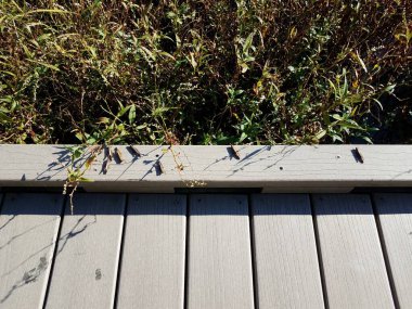 Tahta kaldırımlarda ve bitkilerde çekirge böcekleri