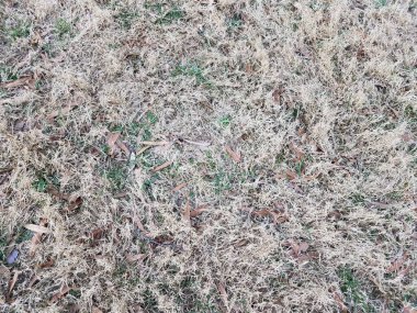 Bahçedeki ya da çimenlikteki kahverengi ve yeşil çimenler