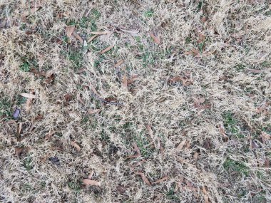 Bahçedeki ya da çimenlikteki kahverengi ve yeşil çimenler