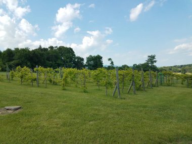 Uzakta üzümler, yeşil çimenler ve tepeler