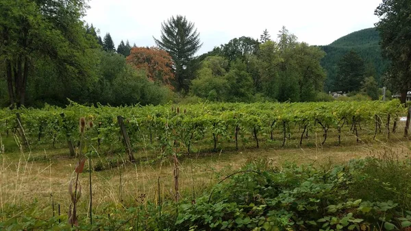 green grape vines in rows and trees and plants