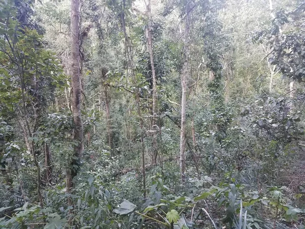 Árboles Plantas Verdes Bosque Guajataca Puerto Rico —  Fotos de Stock