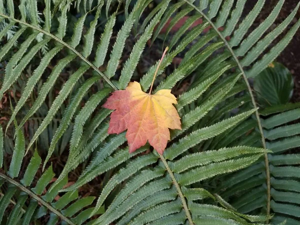 Grön Ormbunksväxt Med Ett Enda Orange Och Gult Blad Som — Stockfoto