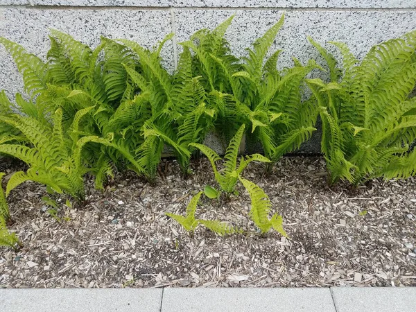 Samambaia Verde Plantas Solo Sujeira Parede — Fotografia de Stock