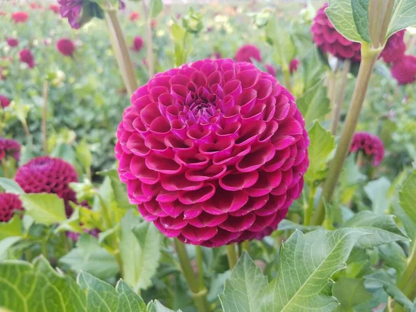 Plantes Dahlia Vertes Avec Des Fleurs Violettes Dans Champ — Photo