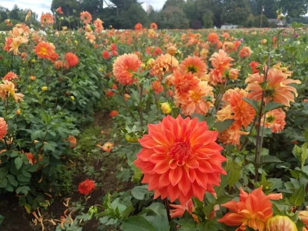 Green Dahlia Plants Orange Flowers Field — Stock Photo, Image