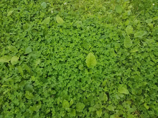 Tréboles Verdes Malas Hierbas Césped Hierba Verde —  Fotos de Stock