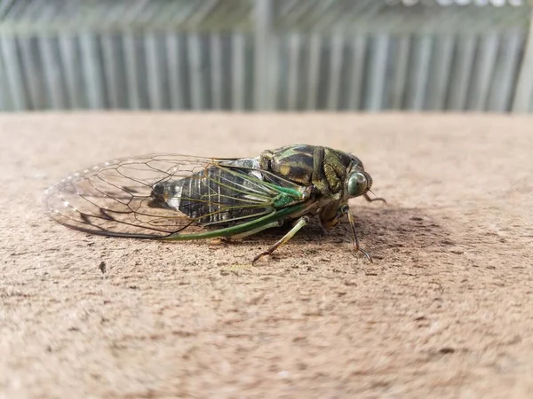 Insecto Cigarra Verde Con Alas Ojos Madera Aire Libre — Foto de Stock