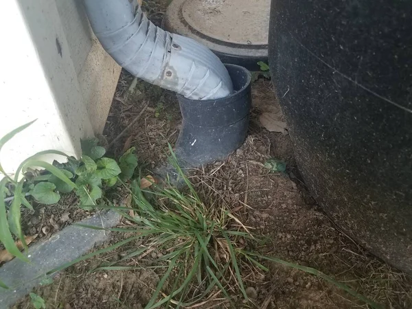 a green cicada insect emerging from shed skin near gutter downspout