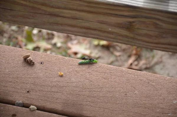 green caterpillar being attacked by a wasp on a wood deck