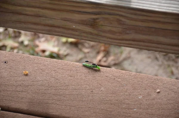 Oruga Verde Siendo Atacada Por Una Avispa Una Cubierta Madera — Foto de Stock