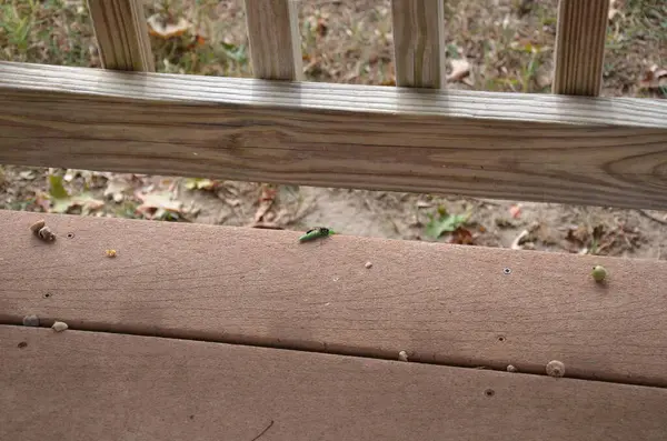 green caterpillar being attacked by a wasp on a wood deck