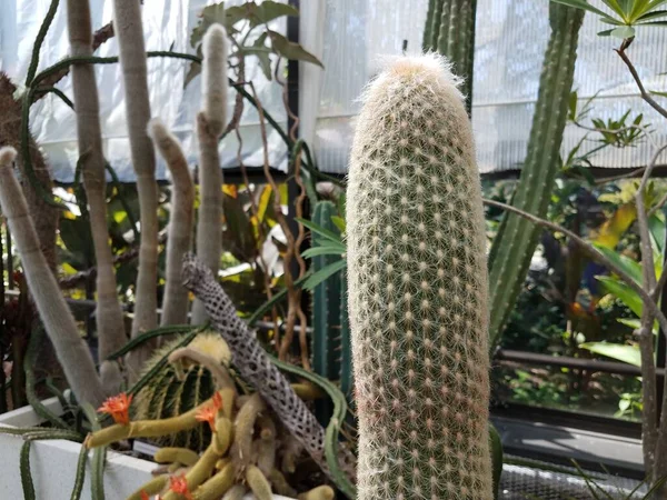 Planta Cacto Verde Com Pontas Afiadas Espinhos — Fotografia de Stock