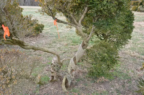 Grön Buske Eller Växt Eller Träd Med Orange Band Bundet — Stockfoto