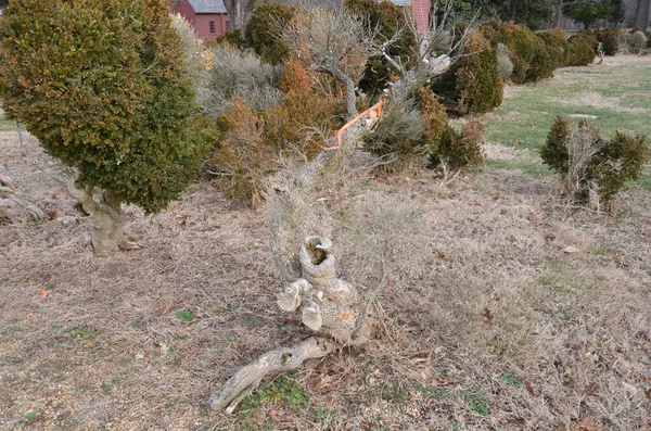 Green Bush Plant Tree Orange Ribbon Tied — Stock Photo, Image