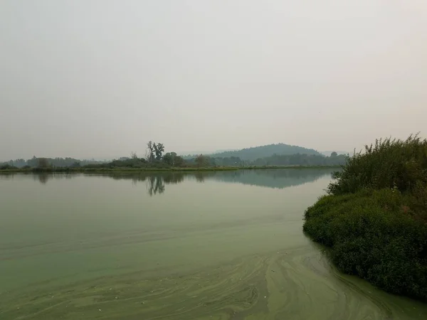 Algas Verdes Água Lagoa Com Colina Reflexão Árvores — Fotografia de Stock