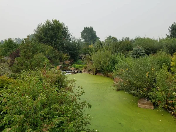 Green Algae Water Pond Brown Green Grasses Plants Rocks — Stock Photo, Image