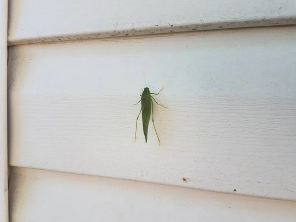 Green Grasshopper Side House — Stock Photo, Image