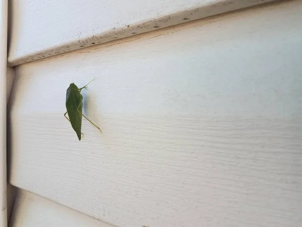 Zelený Kobylka Straně Domu — Stock fotografie