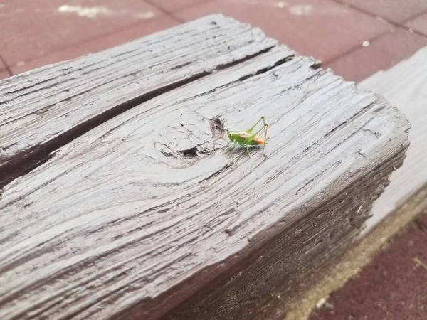 绿色蚱蜢昆虫 腿长在褐色木材上 — 图库照片