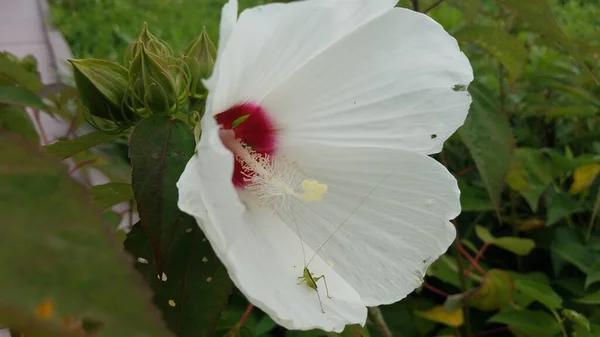 Πράσινο Έντομο Ακρίδα Λευκό Πέταλο Λουλούδι Στο Φυτό Πράσινα Φύλλα — Φωτογραφία Αρχείου