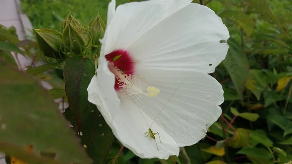 Saltamontes Verde Insecto Sobre Pétalo Flor Blanca Planta Con Hojas — Foto de Stock