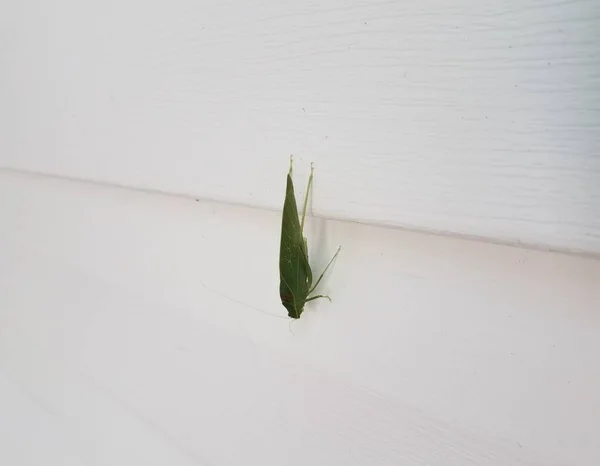 Sauterelle Verte Insecte Katydid Sur Voie Évitement Maison Blanche — Photo