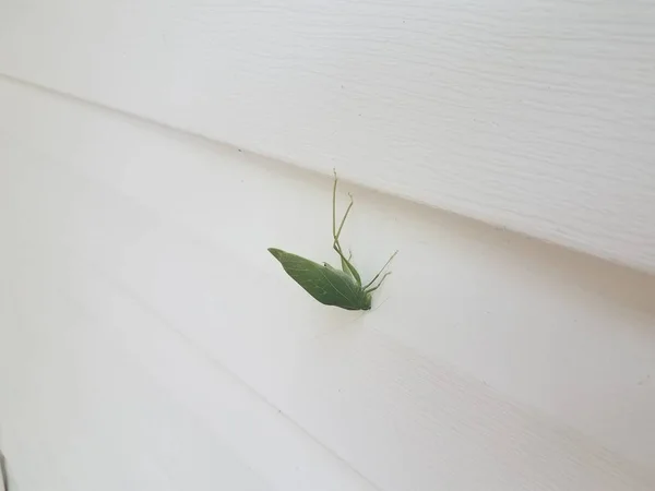 Πράσινο Ακρίδα Katydid Έντομο Στην Πλευρά Του Λευκού Οίκου — Φωτογραφία Αρχείου