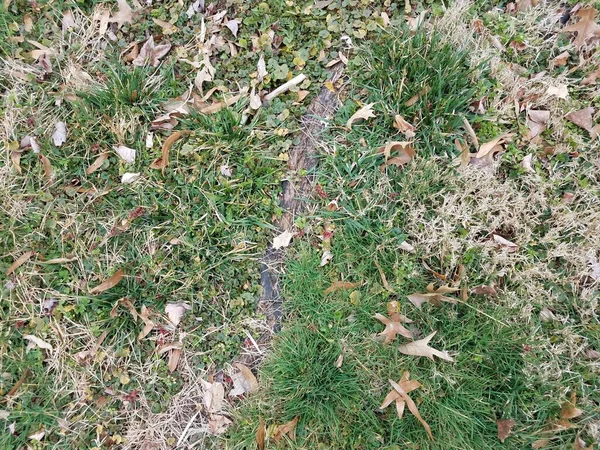 Brown Green Patch Lawn Yard Grass Tree Roots — Stock Photo, Image