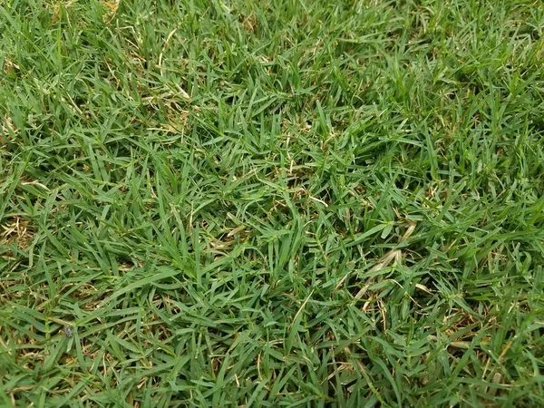 Närbild Grönt Och Brunt Gräs Ett Fält — Stockfoto