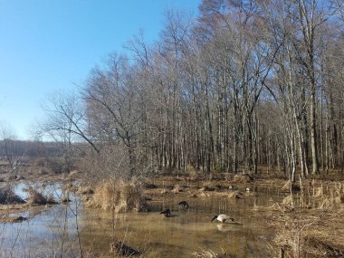 Bataklık ve sulak alanlarda kazlar ve kahverengi otlar ve ağaçlar