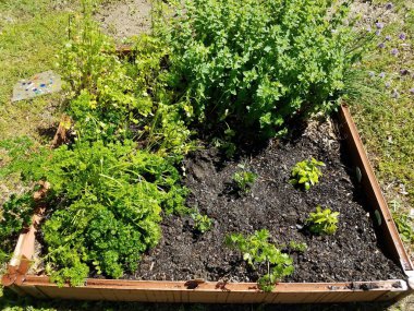 Yeni ekilmiş yatak bahçesi bitkileri.