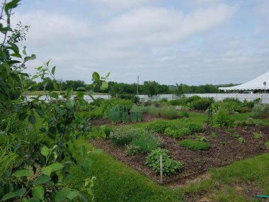 Büyüyen bir sürü yeşil bitkisi olan büyük bir bahçe.
