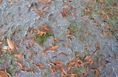 Kışın yaprakları ve otları olan donmuş su ya da buz