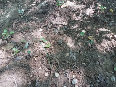 Toprakta yeşil ve kahverengi kurbağa ya da taşlı kir