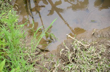 Çamurda büyük kurbağa ve bataklık bölgesinde yeşil bitkilerle birlikte su.
