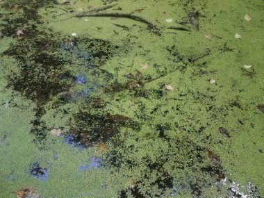 Yeşil bitkilerle durgun sularda oturan kurbağa.