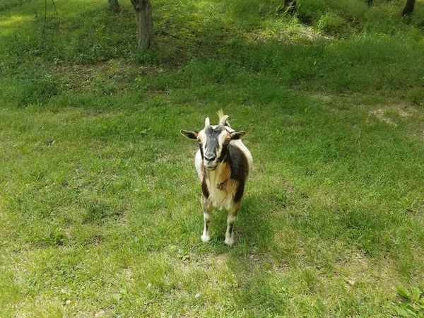 Eine Schwarz Weiße Ziege Mit Hörnern Auf Grünem Gras — Stockfoto