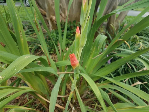 Gladiolus Uma Planta Verde Com Pétalas Flor Laranja — Fotografia de Stock