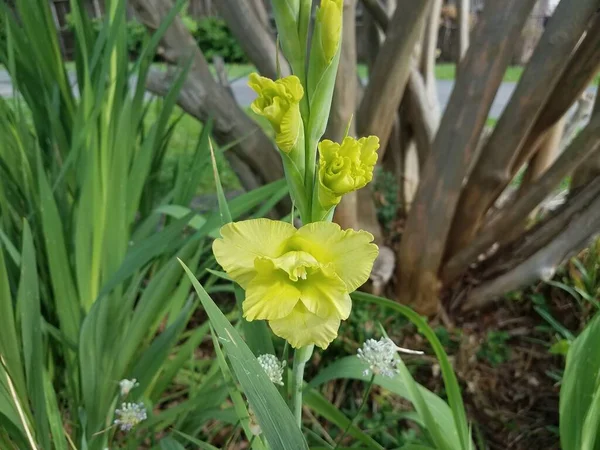 Gelbe Blume Blüht Frühling — Stockfoto