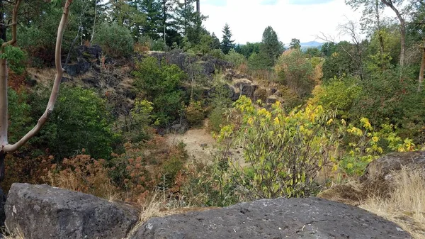 Rochas Pedregulhos Lava Velhos Pedras Plantas Árvores Oregon City Oregon — Fotografia de Stock