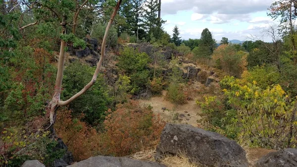 Staré Lávové Kameny Nebo Balvany Nebo Kameny Rostliny Stromy Oregon — Stock fotografie