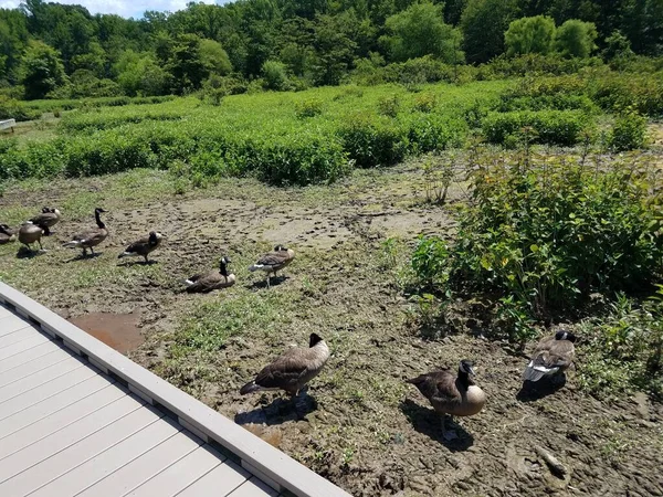 Gänse Und Schlamm Feuchtgebieten Oder Sumpfgebieten Mit Promenade — Stockfoto