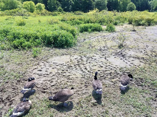 Gänse Und Schlamm Feuchtgebieten Oder Sumpfgebieten — Stockfoto