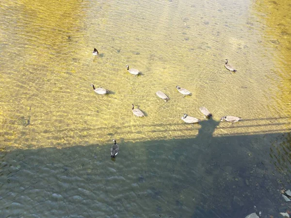 Gansos Río Desde Puente Con Sombras — Foto de Stock