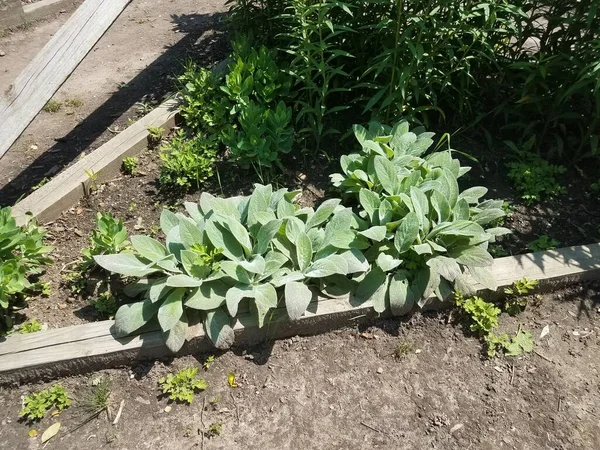 Jardim Com Macio Fuzzy Verde Cordeiro Orelha Planta — Fotografia de Stock