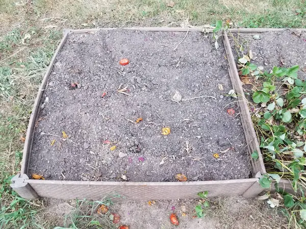 Tierra Jardín Seco Con Tomates Viejos Plantas Fresa —  Fotos de Stock